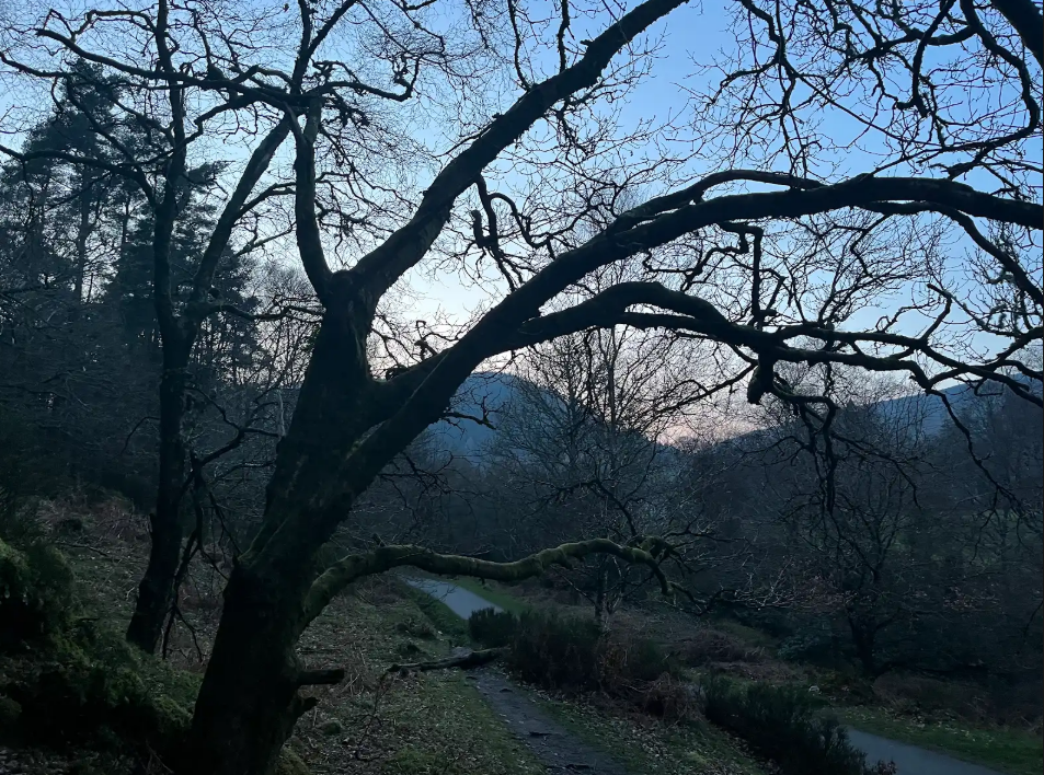 A leaning oak over the mountain path at dusk